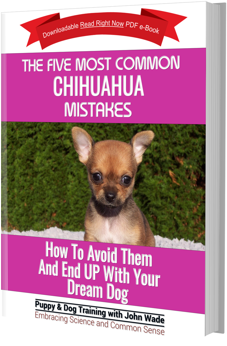 Ask The Dog Guy - Companion Dog Clipart (1129x1280), Png Download