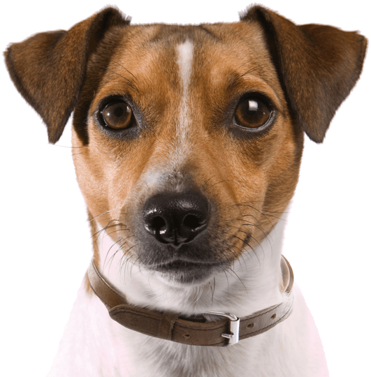 Rat Terrier Puppies Dogs Search - Perro Cazador De Ratas Clipart (565x585), Png Download