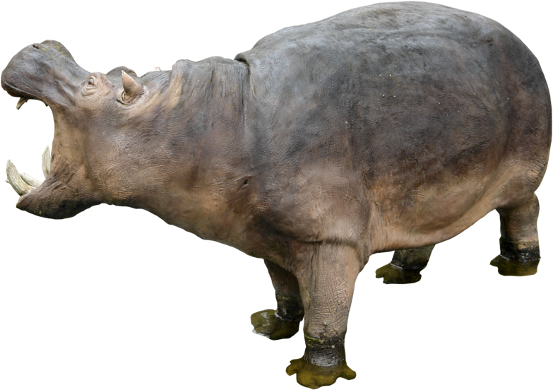Hippo Png Free Download - Hippo Png Clipart (800x562), Png Download