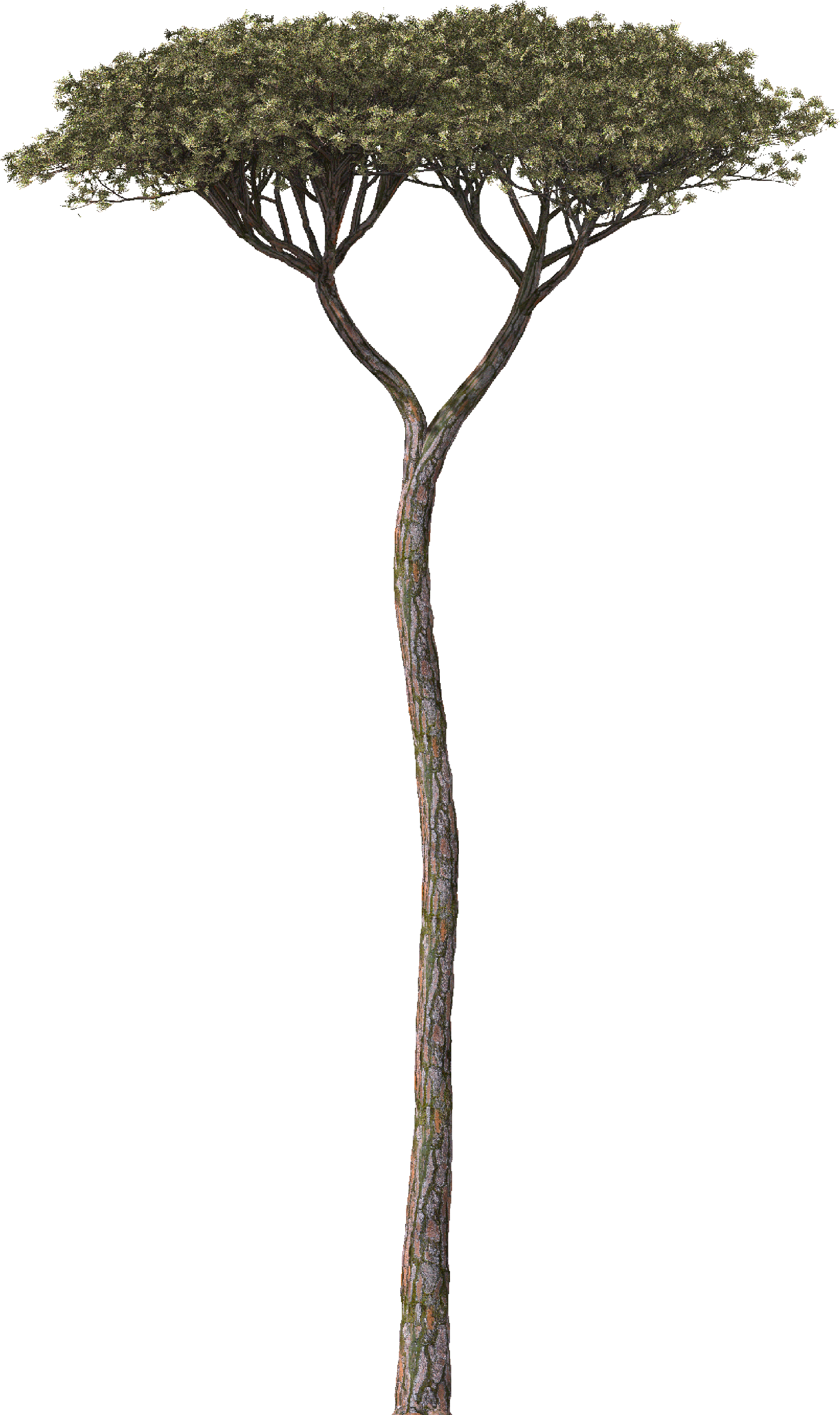 Tree - Pinius Pinea - Pond Pine Clipart (2481x3500), Png Download