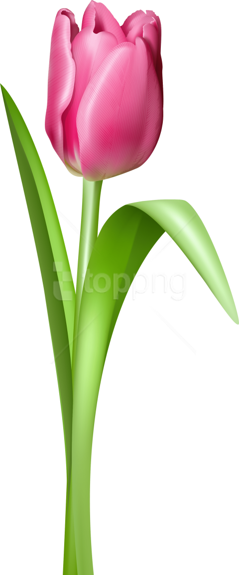 Free Png Tulip Png Images Transparent - Tulipan Clipart (480x1153), Png Download
