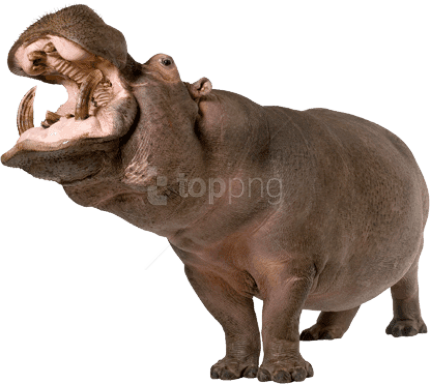 Free Png Download Hippopotamus Up Png Images Background - Hippo Png Clipart (851x760), Png Download
