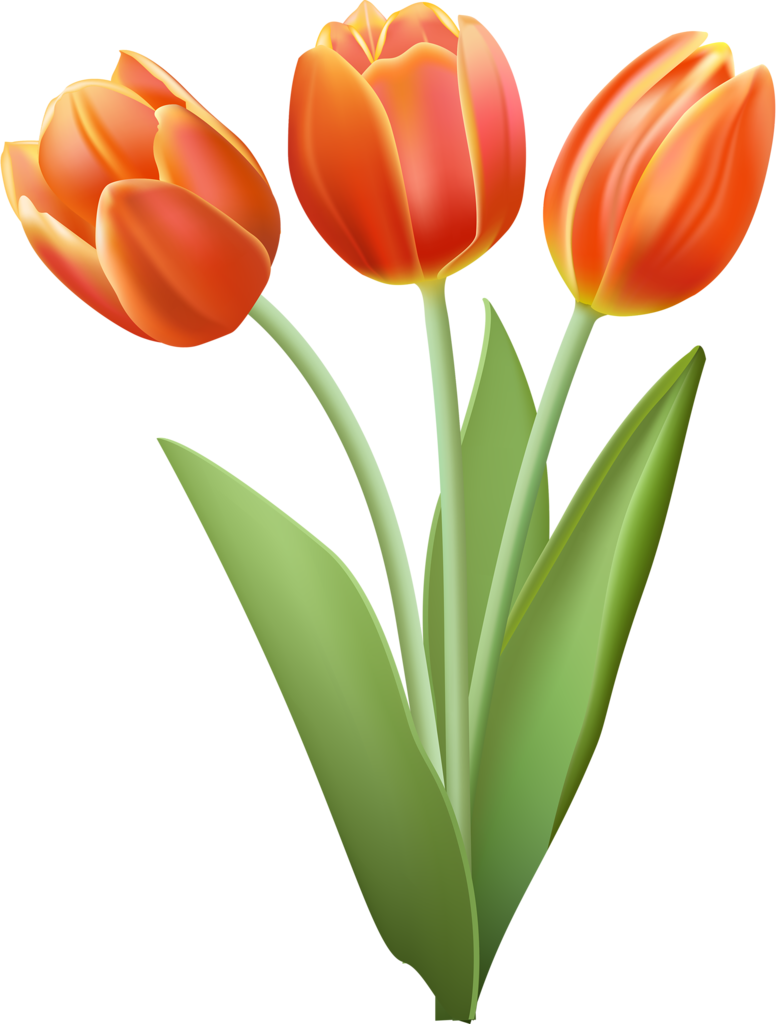 Фото, Автор Soloveika На Яндекс - Transparent Orange Tulip Clipart - Png Download (777x1024), Png Download
