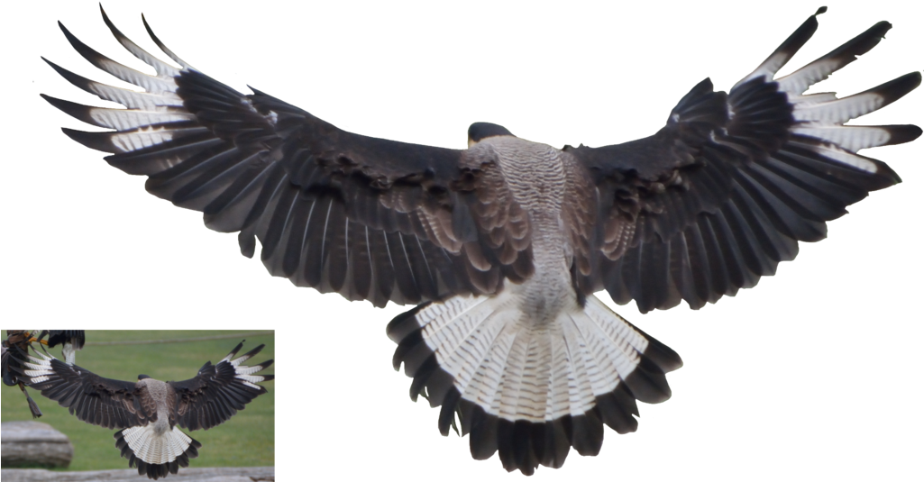 Vulture Png Clipart (1024x564), Png Download