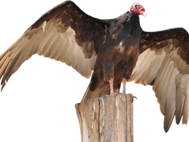 Drawn Turkey Vulture Transparent - Turkey Vulture Png Clipart (640x480), Png Download