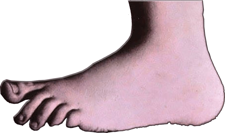 Daily Kos - Monty Python Foot Png Clipart - Large Size Png Image - PikPng