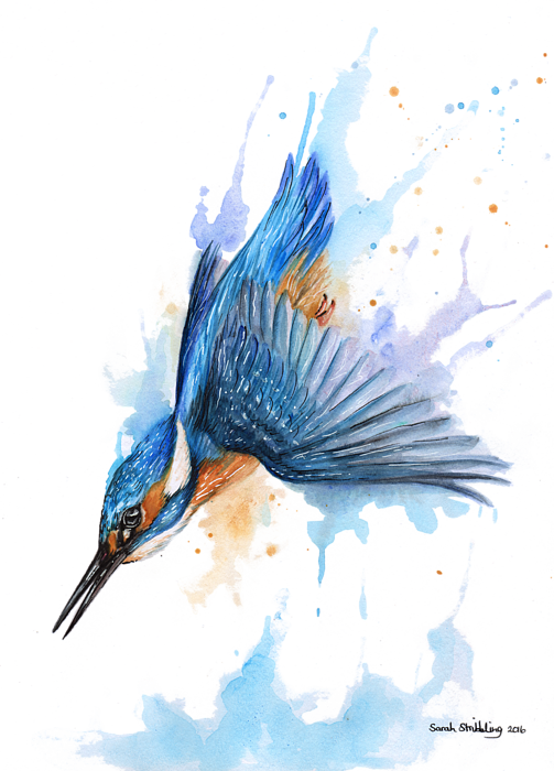 503 X 700 1 - Diving Kingfisher Illustration Clipart (503x700), Png Download