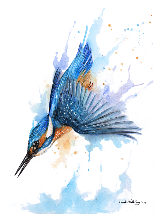 503 X 700 1 Diving Kingfisher Illustration Clipart Large Size Png