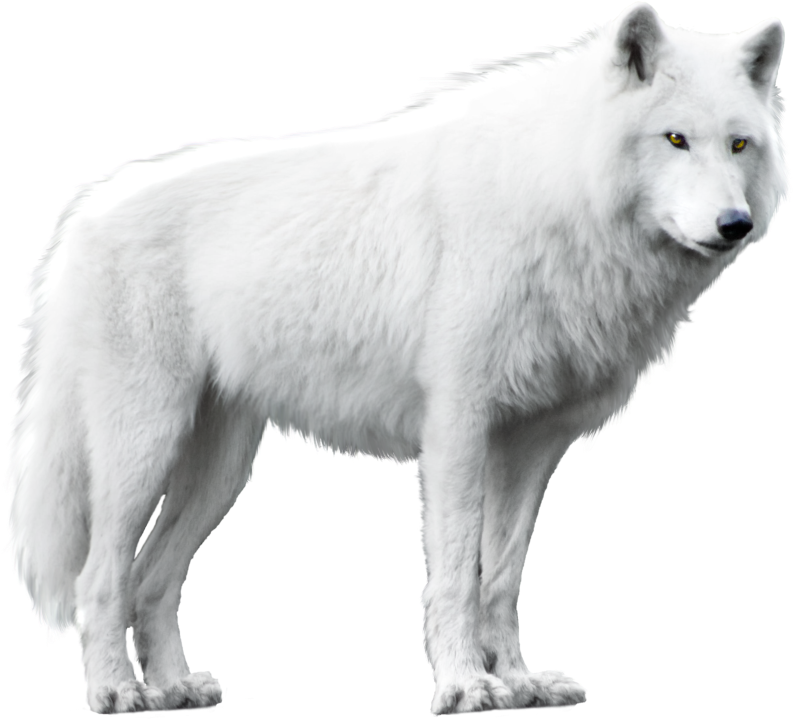 White Wolf Isolated Image - White Wolf Png Clipart (1600x1464), Png Download