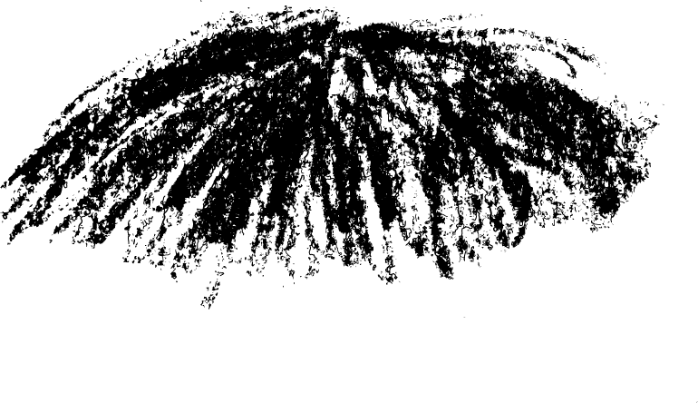 10 Feb 2011 - White Pine Clipart (770x444), Png Download