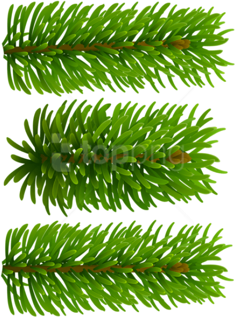 Free Png Beautiful Pine Branches Png Images Transparent Clipart (480x646), Png Download