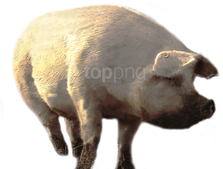 Free Png Download Dirty Pig Walking Png Images Background - Portable Network Graphics Clipart (850x638), Png Download