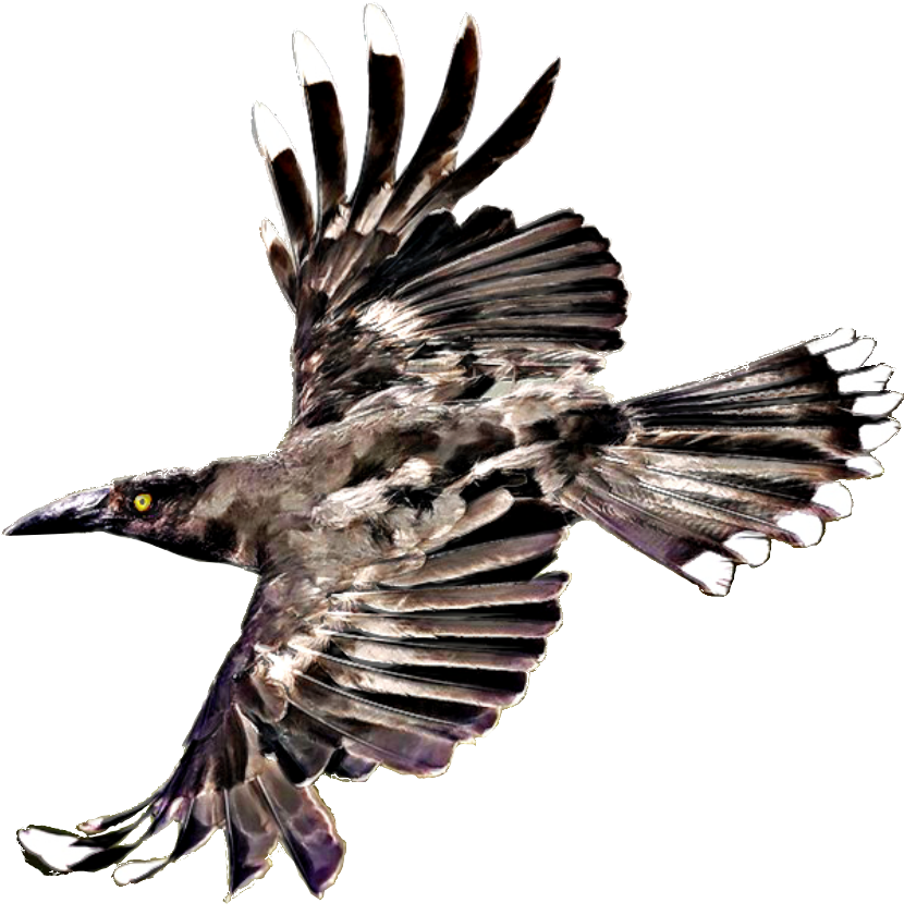 Hawk Clipart (1273x849), Png Download