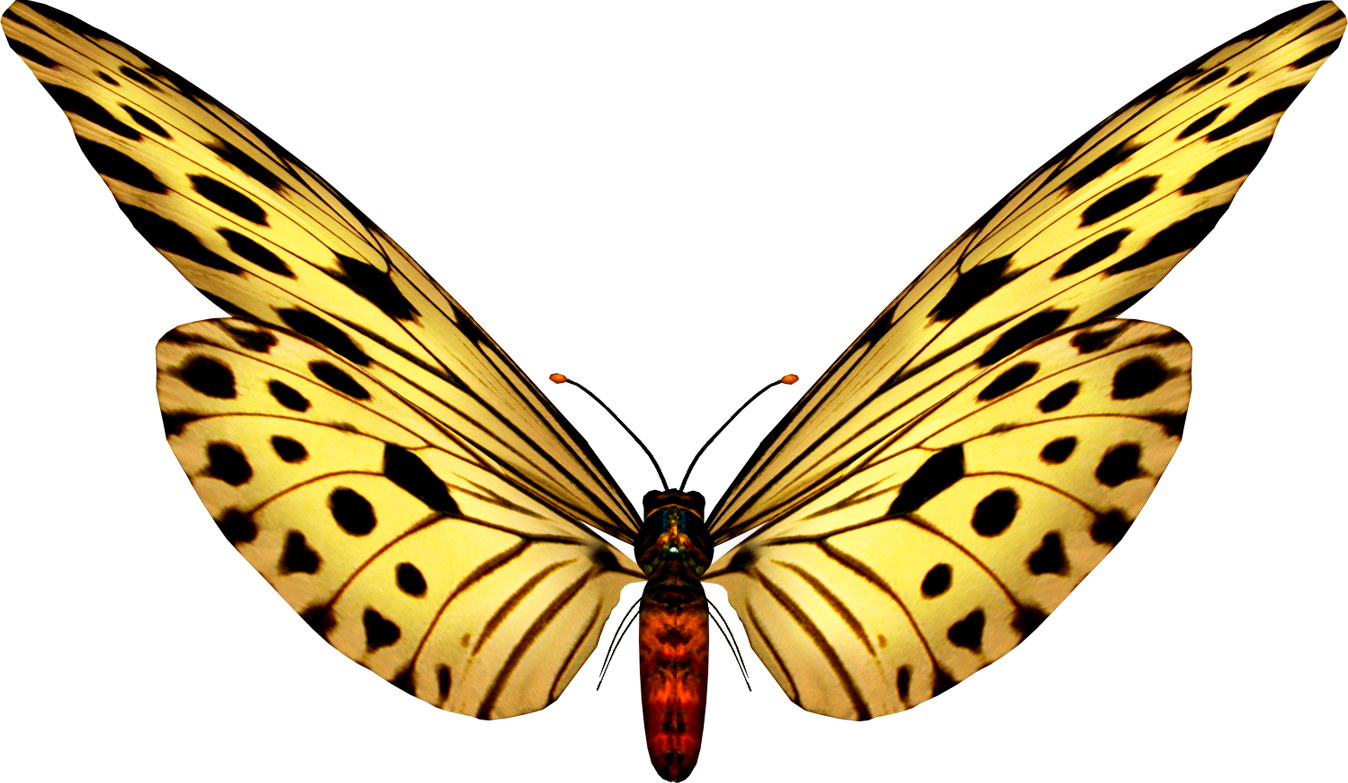 Para Ver La Coleccion Completa De Mariposas Png Ir - Frame Red Butterfly Clipart (1348x783), Png Download