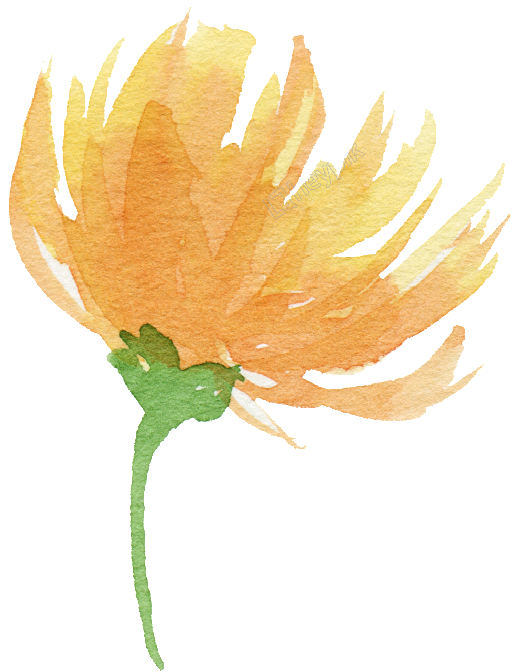 Clip Library For Yellow Watercolor Flowers Free Download - Yellow Watercolour Flowers Png Transparent Png (1024x1349), Png Download