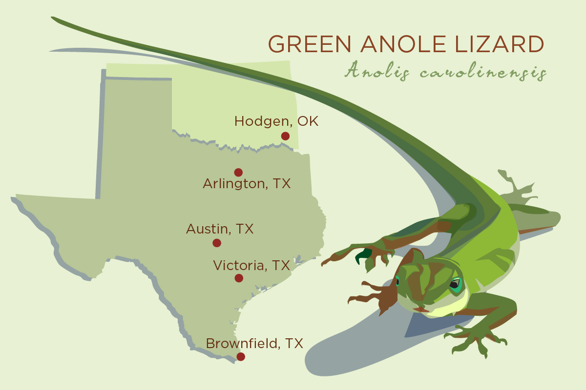The Ancestors Of The Green Anole Lizard Originated - Green Anole Lizard Texas Clipart (1200x800), Png Download