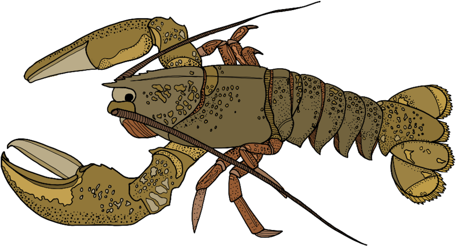 Portable Network Graphics , Png Download Clipart (910x491), Png Download