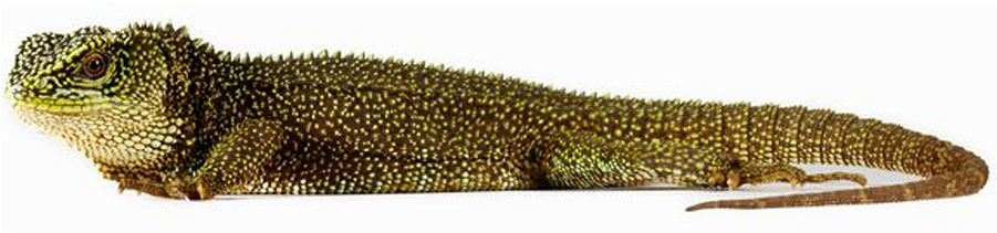 900 X 600 3 - Amazonian Lizard Png Clipart (900x600), Png Download