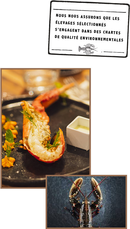 Live Lobster From Brittany And Canada - American Lobster Clipart (450x800), Png Download