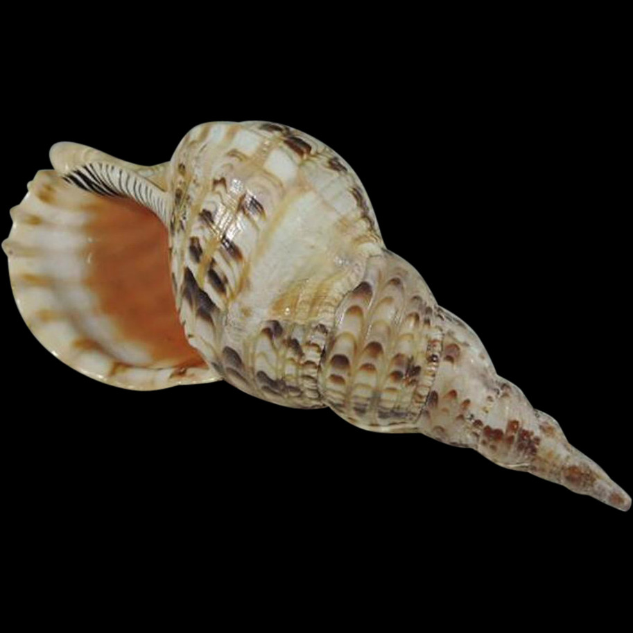 Shell, Free Pngs - Sea Shell Transparent Background Clipart (913x913), Png Download