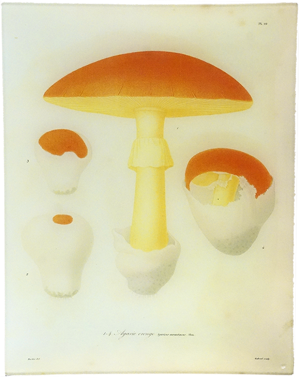 Edible Mushroom Clipart (800x800), Png Download