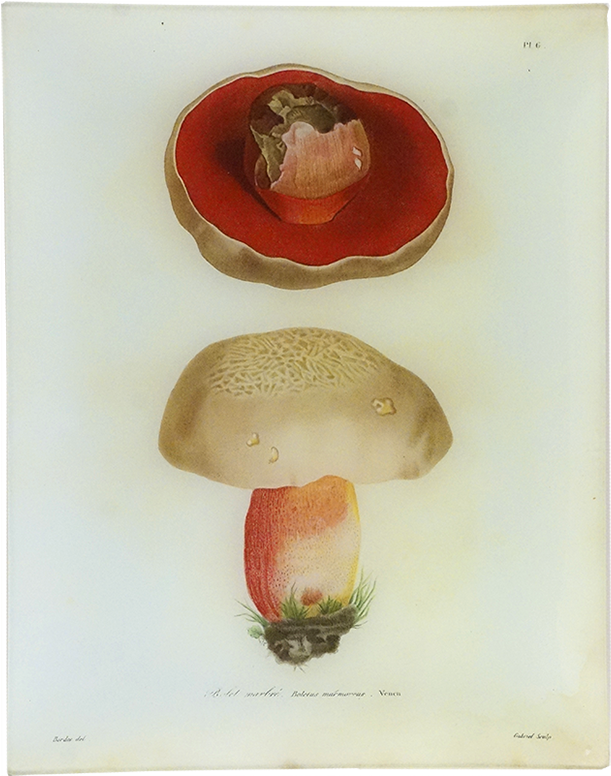 Penny Bun Clipart (800x800), Png Download