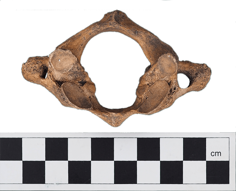 Atlas Vertebra From Graveyard - Wood Clipart (800x647), Png Download