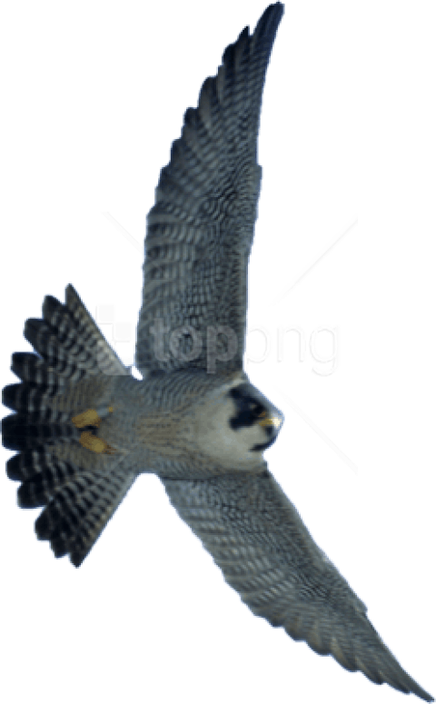 Free Png Download Falcon Png Images Background Png - Falcon Transparent Clipart (480x775), Png Download