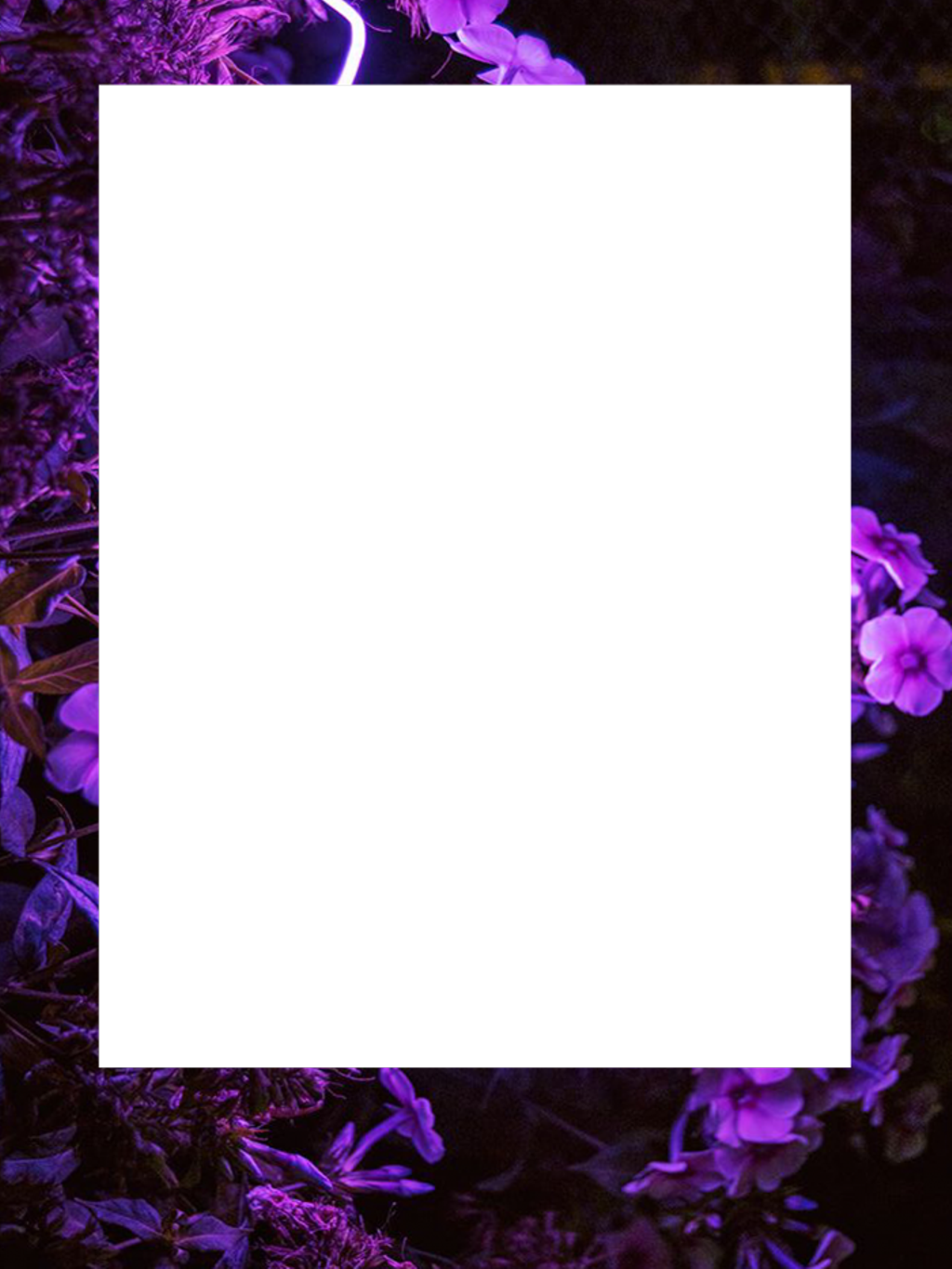 #stickers #png #tumblr #frame #flower #flowers #рамка - Rose Clipart (1024x1365), Png Download