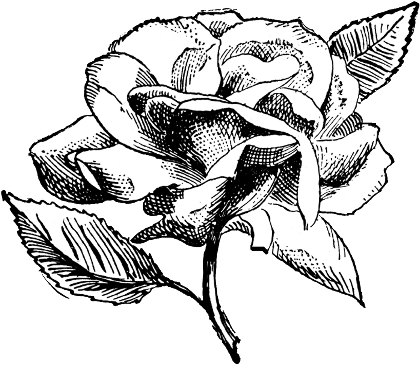 Free Digital Stamp Rose Illustration - Flower Illustration Black And White Png Clipart (1600x1394), Png Download