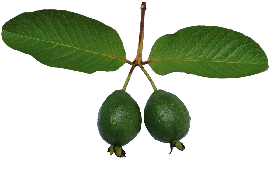 Jambu Biji, Guava, Leaf, Green, Guava Png - Common Guava Clipart (960x592), Png Download