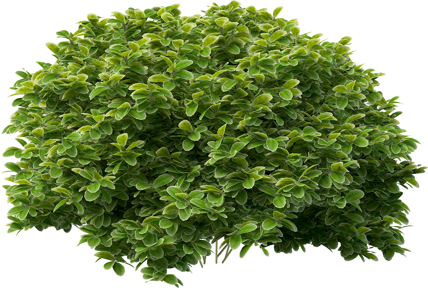 Transparent Flower Bushes And Shrubs - Bushes Png Clipart (2000x2000), Png Download