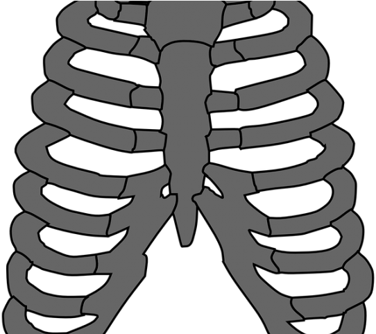 Rib Cage Png Transparent Images - Costillas Huesos Vector Clipart (640x480), Png Download