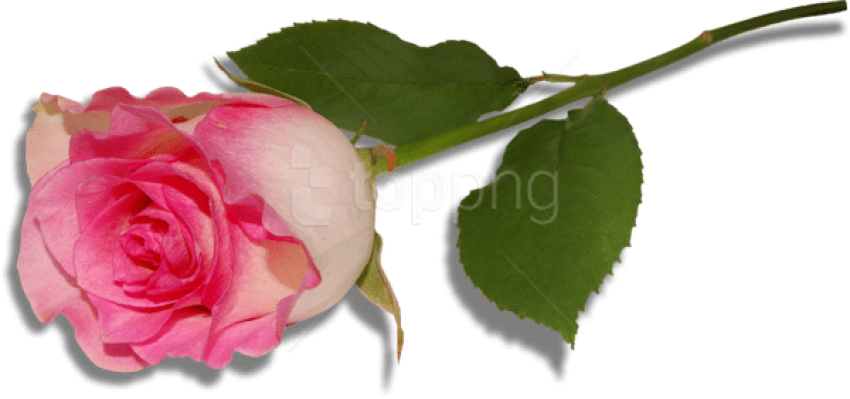 Free Png Large Pink Rose Png Images Transparent - Single Pink Rose Png Clipart (850x399), Png Download