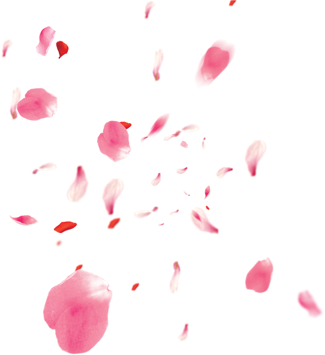 Freetoedit Ftestickers Flower Flowers 1200 X 1200 54 - Pink Rose Petals Png Clipart (1200x1200), Png Download
