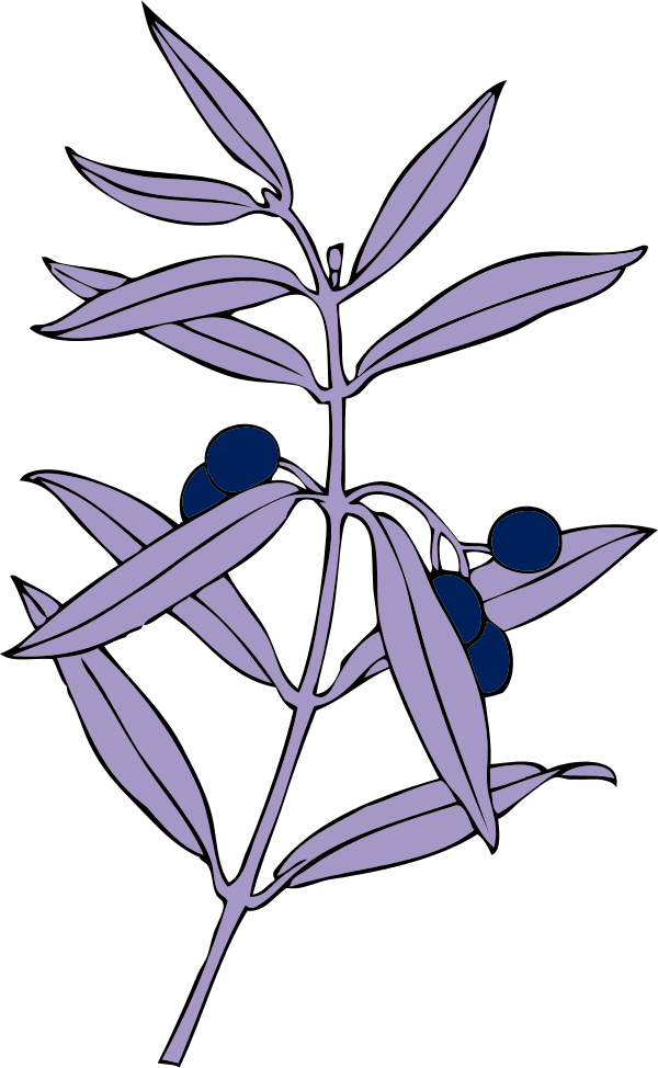 Vector Clip Art - Olive Branches Transparent - Png Download (600x974), Png Download