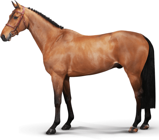 Maestro Vica V/d Ark - Cheval Hanovrien Clipart (630x586), Png Download