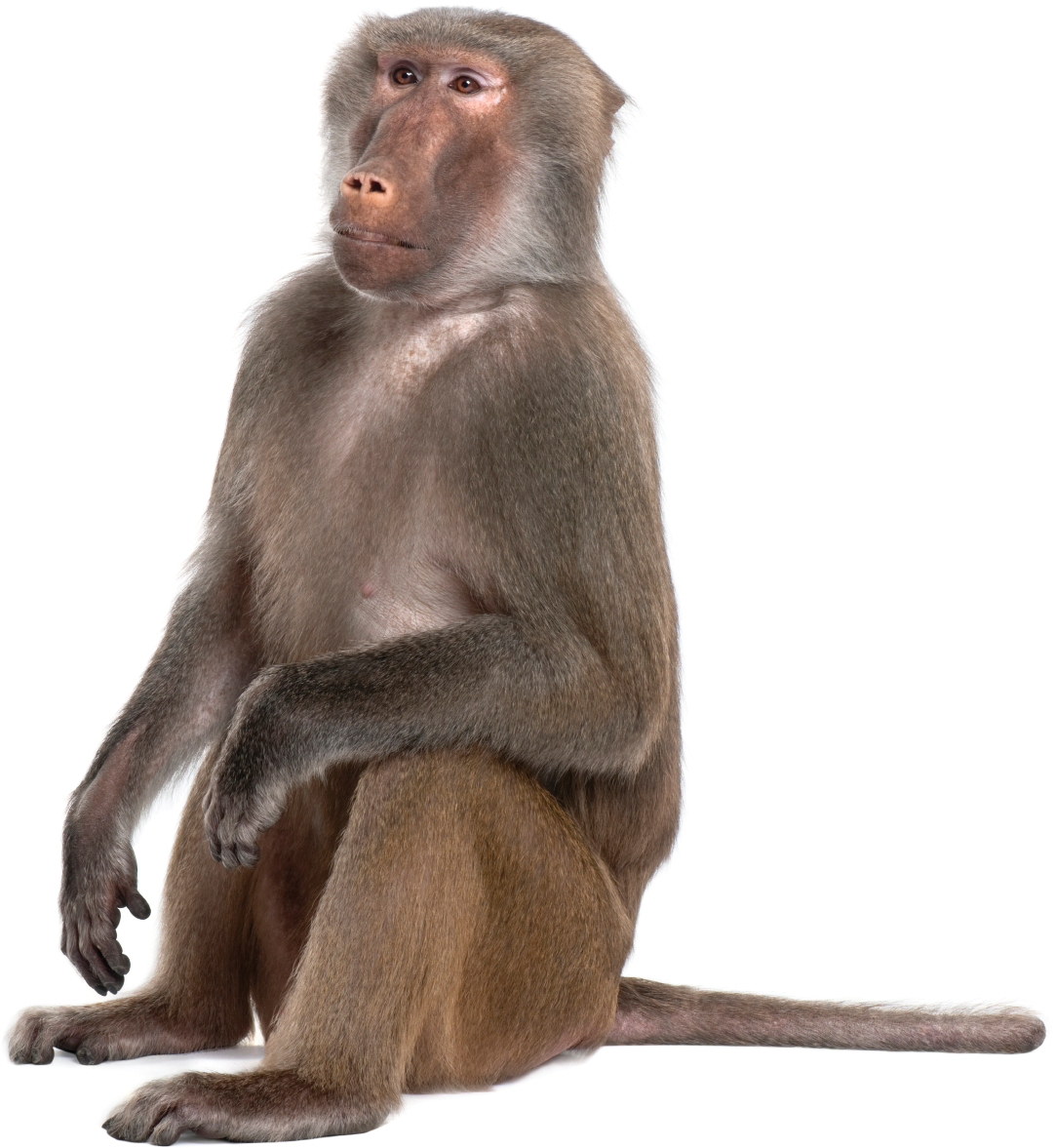 Monkey Png - Click Here - Monkey Png Clipart (1366x1191), Png Download
