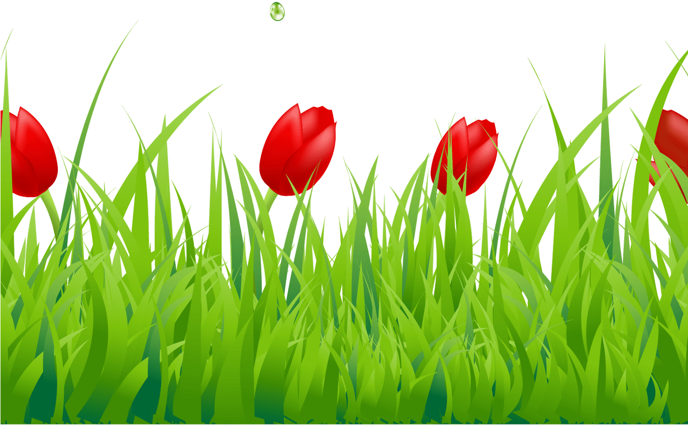 Tulip Flower Free Png Transparent Images Free Download - Border Grass Fence Clip Art (1368x855), Png Download
