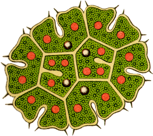 Circle Clipart (589x534), Png Download