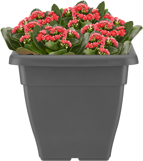 Home > Collection > Torino Campana Square - Flowerpot Clipart (750x750), Png Download
