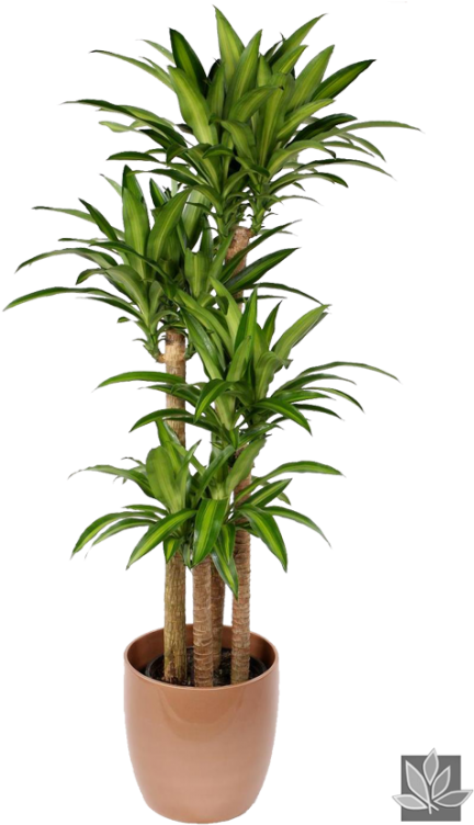 522 X 800 10 2 - Indoor Plant Dracaena Clipart (522x800), Png Download