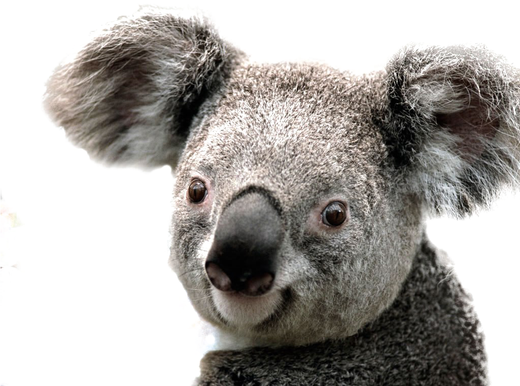 Koala Png Image Background - Koala Png Clipart (1024x768), Png Download