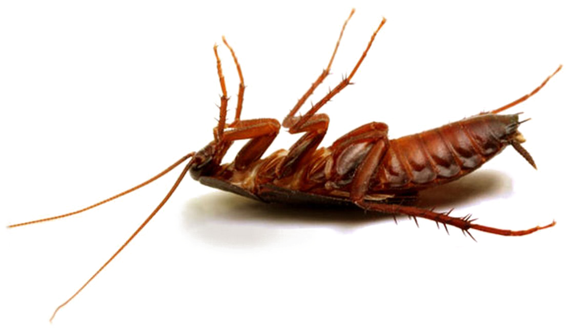 Cockroach Png Hd Photo - Best Pesticide For Cockroaches In Kenya Clipart (1114x720), Png Download