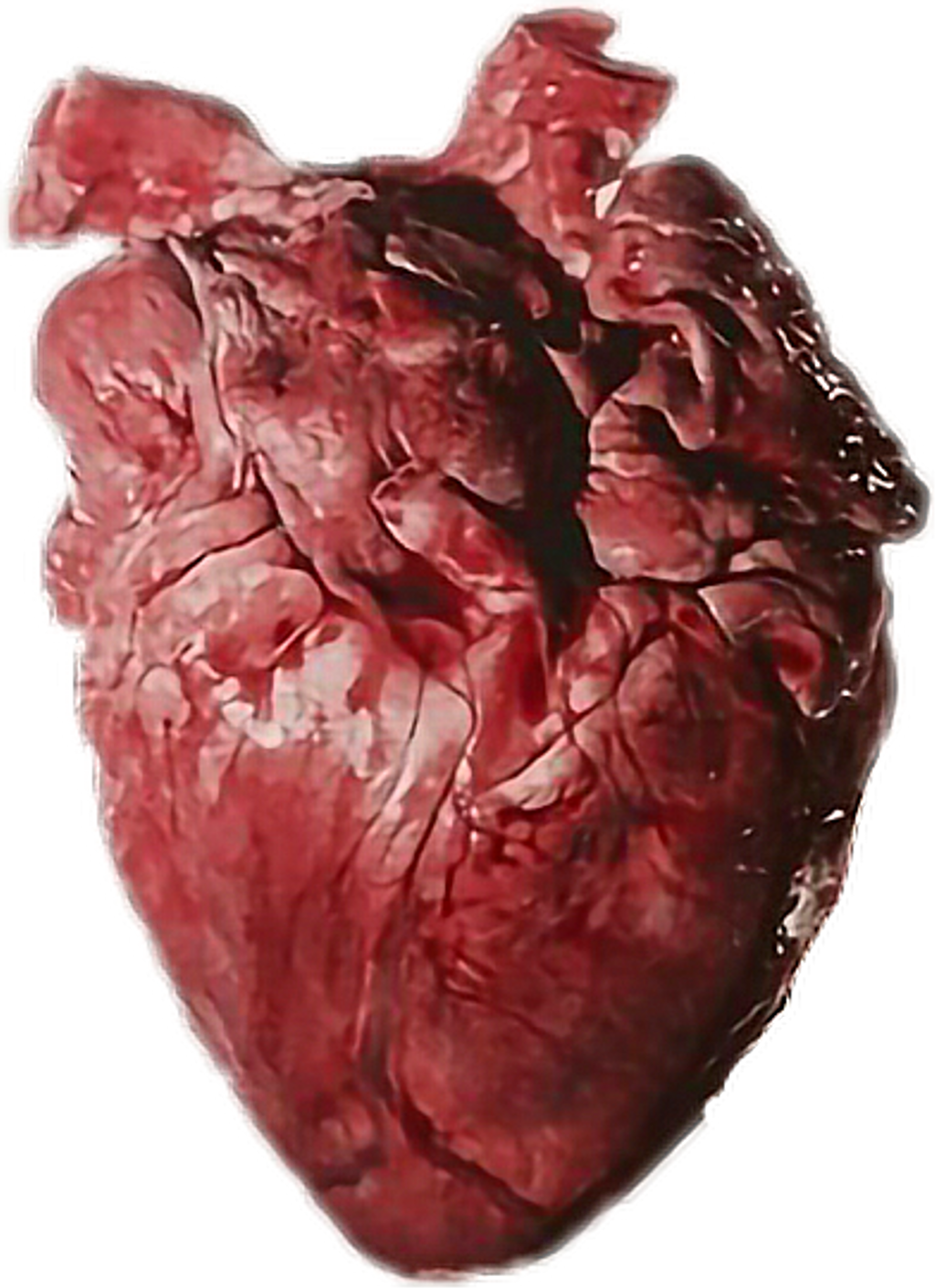 #brook #heart #corazon #real #imagine #human #brokenmyheart - Heart Organ Clipart (1024x1411), Png Download