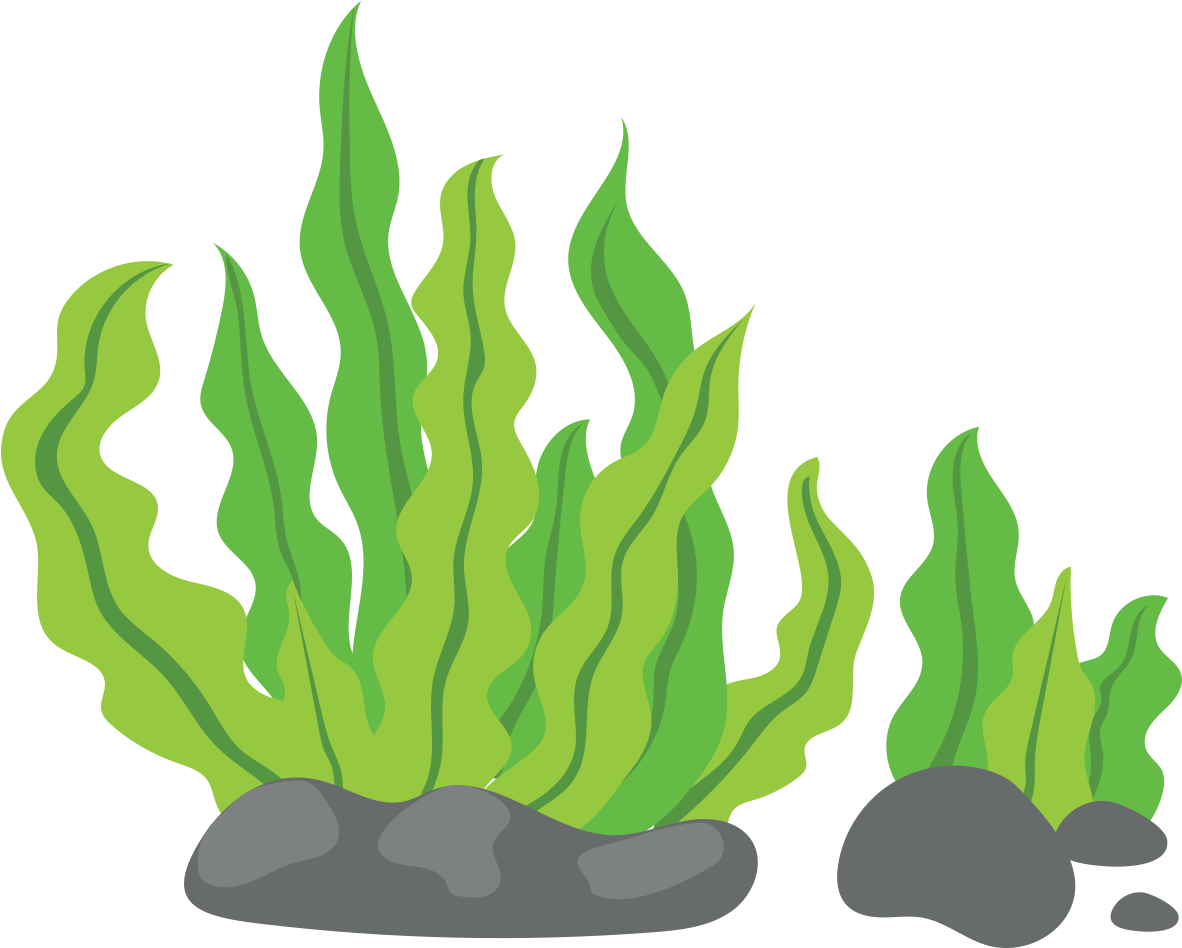 1181 X 1181 16 - Sea Weeds Clipart Png Transparent Png (1181x1181), Png Download