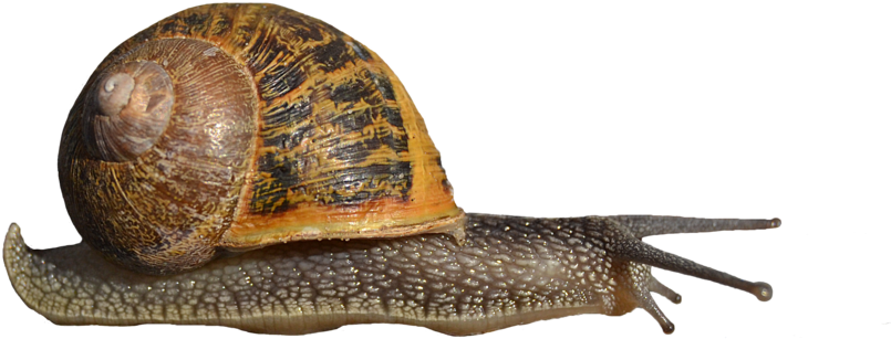 Snails Png Clipart (900x537), Png Download