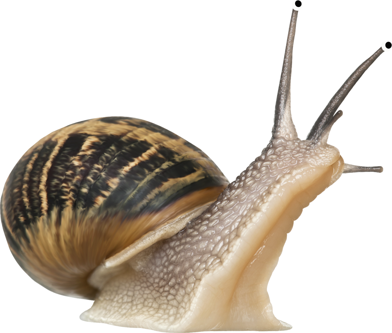 Transparent Snail Clipart (1280x1088), Png Download