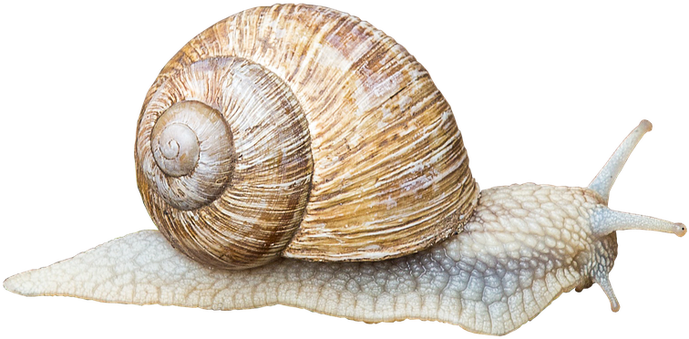 Snail Shell Slowly Crawl Animal Mucus Land Snail - Animals That Crawl Clipart (960x456), Png Download