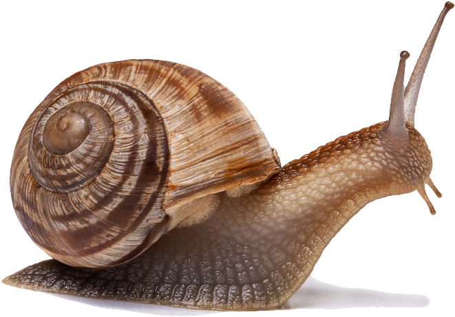 Snail Png Image - Snail's Pace Clipart (1024x683), Png Download
